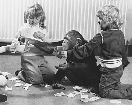 黑猩猩,孩子,玩,纸牌,英格兰,英国