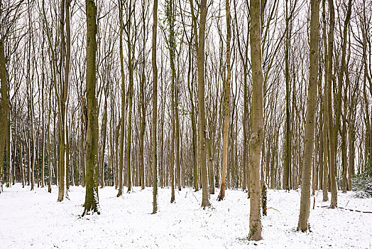 冬天,雪,山毛榉,树林,山