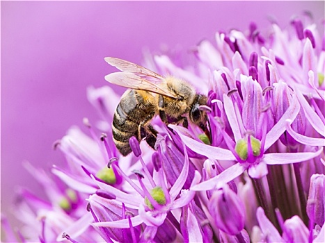 蜜蜂,花粉,巨大,洋葱,花