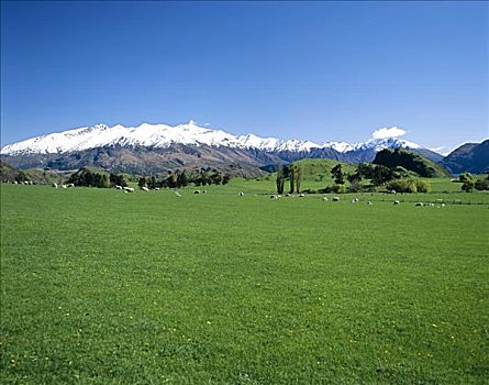 绵羊,南阿尔卑斯山,山峦,瓦纳卡,南岛,新西兰