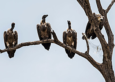 秃鹰,树上,乔贝国家公园,博茨瓦纳
