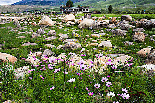 川西格桑花