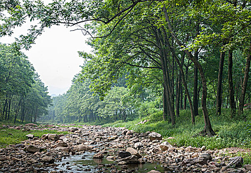 树林小河