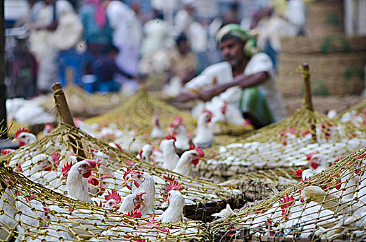 满,鸡,出售,市场,加尔各答,西孟加拉,印度,亚洲