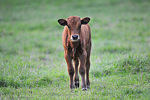 欧洲野牛,野牛,饲养,背影,相似,牛,巴伐利亚,德国,欧洲