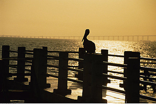 剪影,鹈鹕,码头,日落,佛罗里达,美国