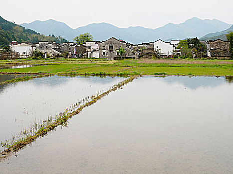 婺源西垣村田园风景