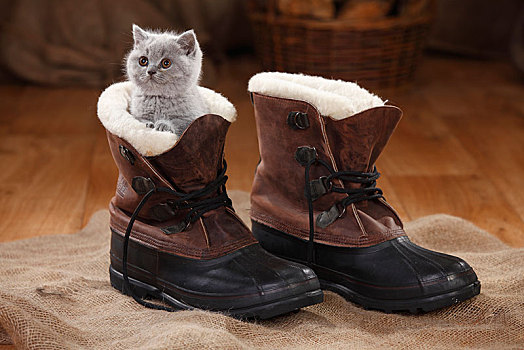 英国短毛猫,小猫,蓝色,8星期大,坐,冬天,靴子