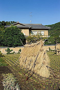 干燥架,弄干,捆,稻米,京都,日本,东亚,亚洲
