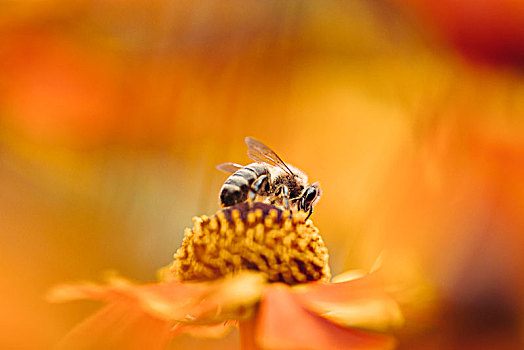 忙碌,蜜蜂,收集,花粉,堆心菊,植物园