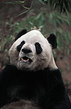 大熊猫,成人,头像,卧龙自然保护区,中国