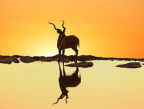 捻角羚,大捻角羚,反射,湖,日落,埃托沙国家公园,纳米比亚