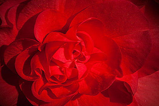红玫瑰,花,特写,照片,浅,景深