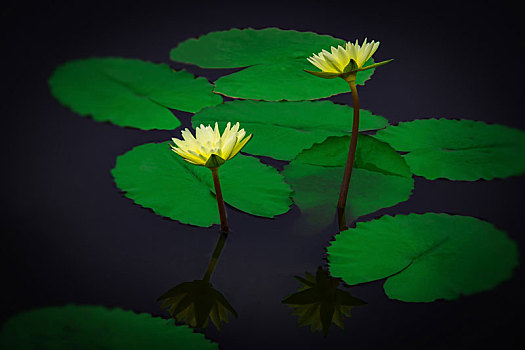 夏日池塘莲花盛开