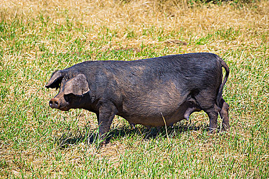黑色,猪,户外,放牧,站立,米诺卡岛,巴利阿里群岛