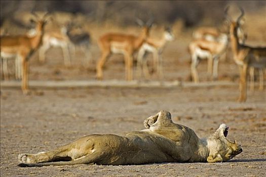 疲倦,狮子,雌狮,马卡迪卡迪盐沼,国家公园,博茨瓦纳,非洲