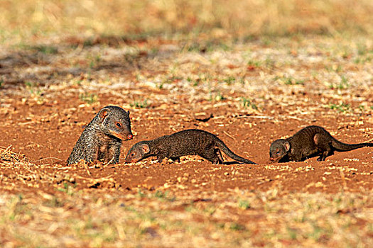 猫鼬,成年,幼仔,窝,克鲁格国家公园,南非,非洲