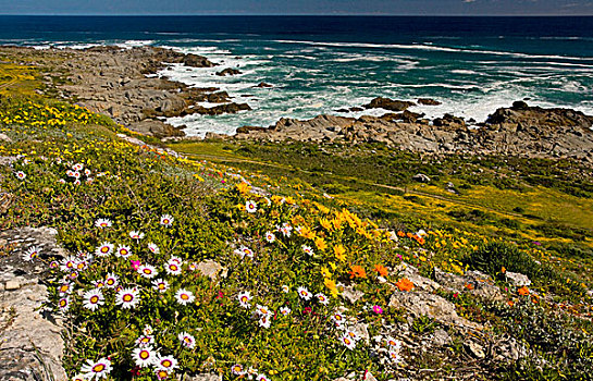 大量,野花,靠近,海岸,西海岸国家公园,西海角,南非