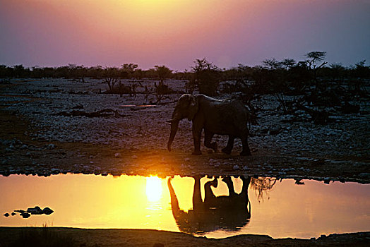 纳米比亚,埃托沙国家公园,大象,水潭,日落