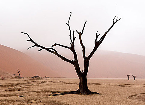 纳米比亚,纳米比诺克陆夫国家公园,死亡谷,怪异,雨天,状况,早晨,画廊