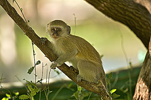 幼小,长尾黑颚猴,赞比亚