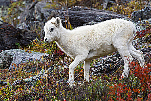 野大白羊,白大角羊,羊羔,凶猛,河,环,德纳里峰国家公园,阿拉斯加,美国