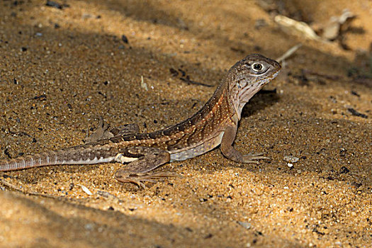 蜥蜴,南方,马达加斯加,非洲