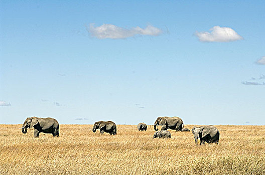 国家公园,坦桑尼亚,非洲