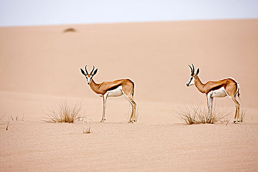 跳羚,成年,走,沙滩,纳米布沙漠,纳米比亚