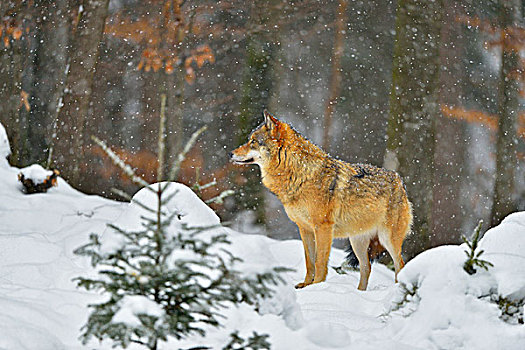 头像,狼,冬天,巴伐利亚森林国家公园,巴伐利亚,德国