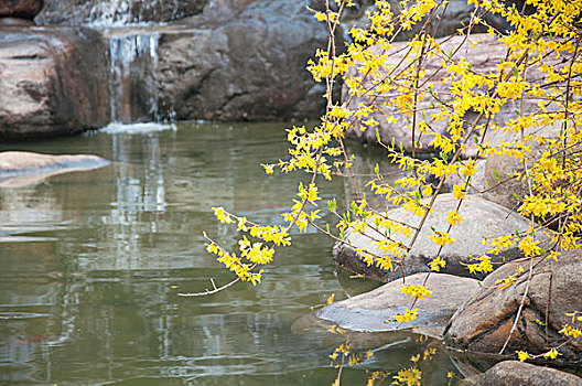 小溪流旁边的迎春花
