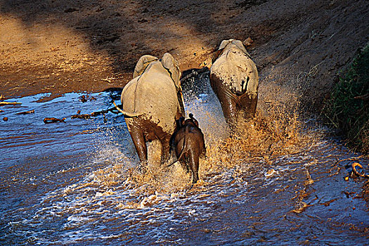 后视图,非洲象,穿过,河,克鲁格国家公园,南非