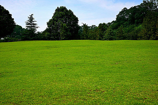 重庆山茶园草坪