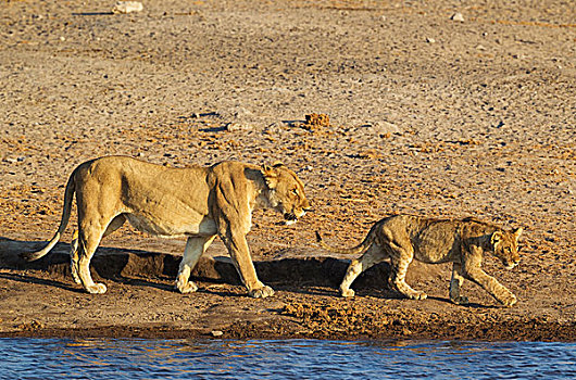 狮子,女性,幼兽,走,水坑,埃托沙国家公园,纳米比亚,非洲