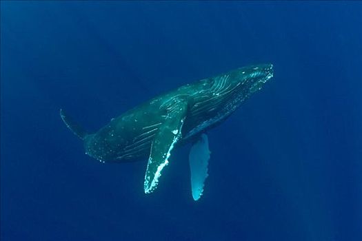 夏威夷,驼背鲸,大翅鲸属,鲸鱼,游泳,深,蓝色,海洋