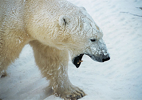北极熊,叫,遮盖,雪,特写