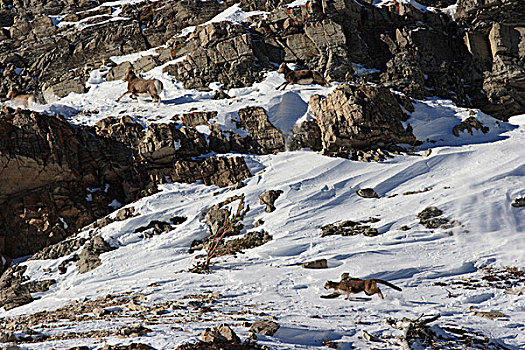 美洲狮,野生,女性,追逐,大角羊,冰川国家公园,蒙大拿