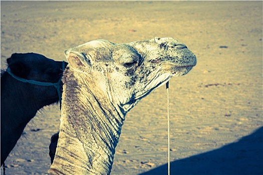阿拉伯骆驼,单峰骆驼,骆驼,撒哈拉沙漠,杜兹,突尼斯
