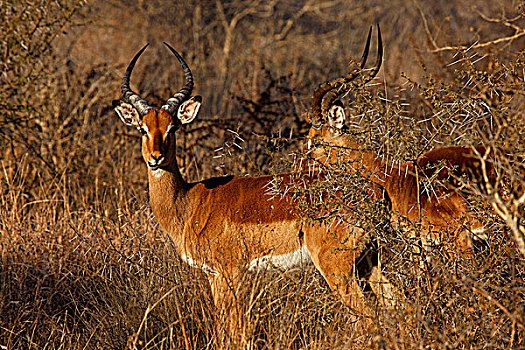 南非,西北省,禁猎区,旅游,黑斑羚