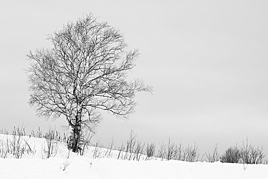 积雪,冬季风景,孤树,美瑛