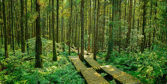 森林里给登山人安全行走的木栈道