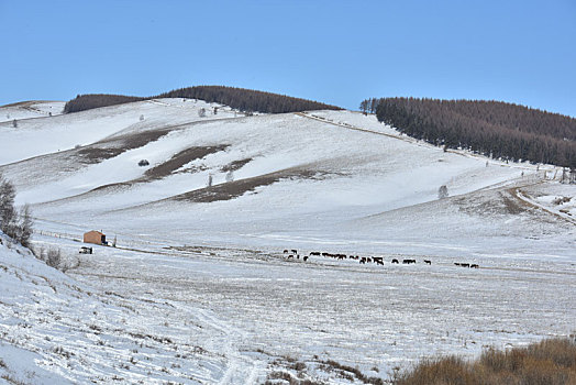 乌兰布统雪山赶马