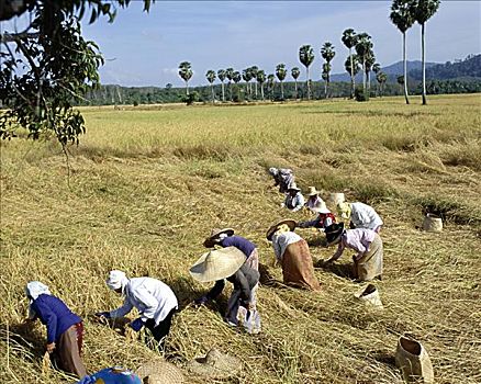 农民,稻米,收获,稻田,泰国