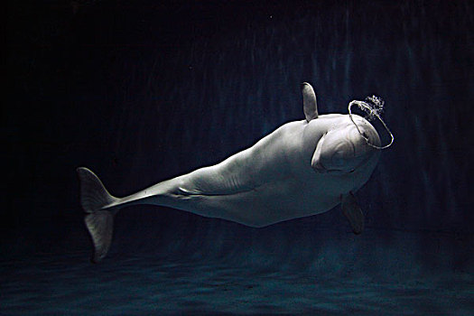白鲸,吹,泡泡,温哥华水族馆,加拿大