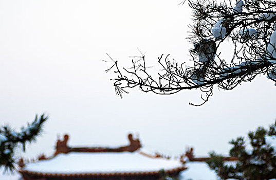冬季覆盖积雪的松树和中国古建筑局部