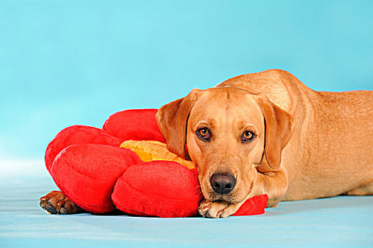 拉布拉多犬,狗,母狗,躺着,红花,垫子
