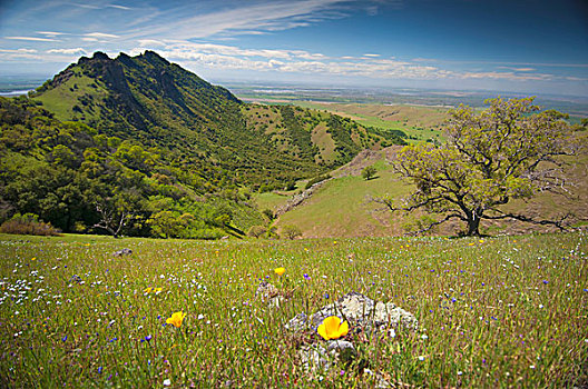 山岗,野花,加利福尼亚,美国