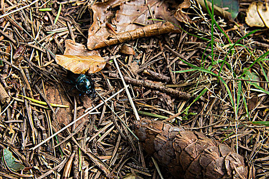 黑色,甲虫,林中地面