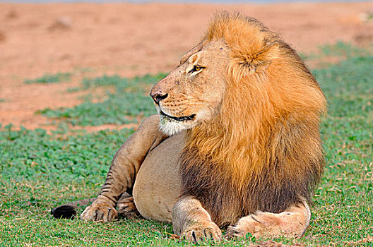 狮子,雄性,卧,草丛,阿多大象国家公园,东开普省,南非,非洲