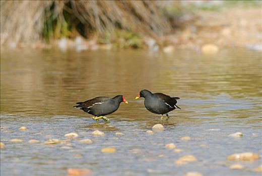两个,黑水鸡,站在水中,加泰罗尼亚,西班牙